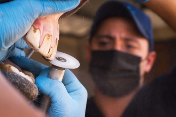 veterinariua veterinariua